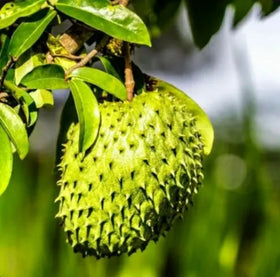 Healing Hippie Tea - Soursop Tea Wellness Blend